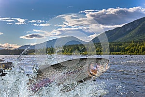 Trout fish jumping with splashing in water