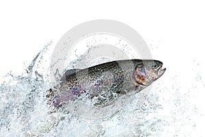 Trout fish jumping with splashing in water