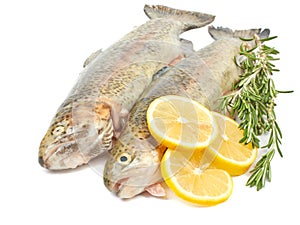 Trout fish with lemon isolated