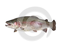 Trout fish with opened mouth