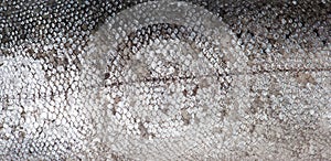 Trout fish scale