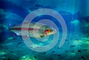 Trout Fish Swimming