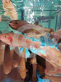 Trout fish swimming in the aquarium