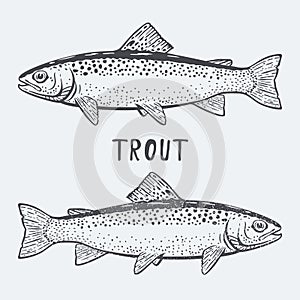 Trout fish vector illustration