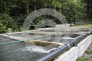 Trout fishery with circulating water and screen tops to concrete tanks located out in the forest photo