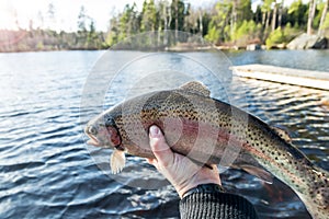 Trout fishing at evening