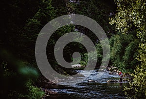 Trout-fishing in mountain river in the summer time