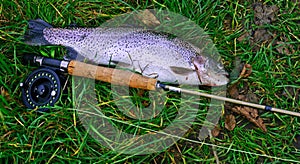 Trout beside fishing rod