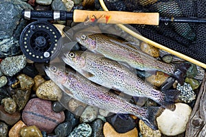 Trout Fishing Success