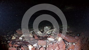 Trout fishing underwater in stream of water of Lena River in Siberia of Russia.