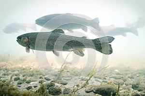 Trout floats in a river with a rocky bottom