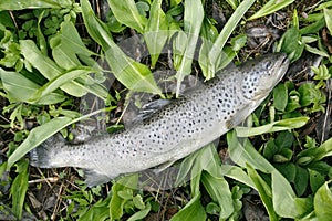 Trout in grass