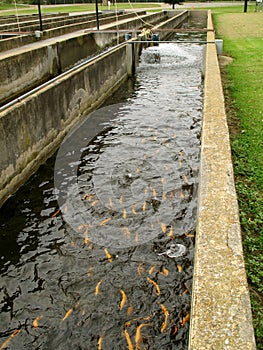 Trout Hatchery