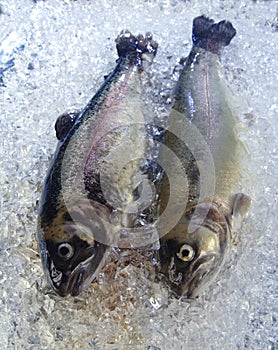 Trout on ice