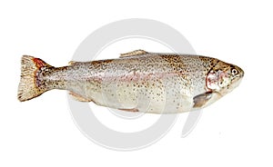 Trout isolated over white