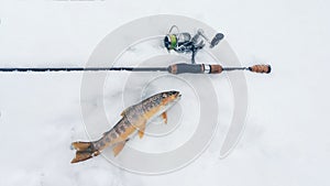 Trout lies on the snow next to the rod. Winter spinning