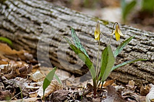 Trout Lily Blossoms Beside A Fallen Tree