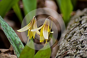 Trout Lily Blossoms On The Forest Floor In Springtime