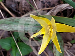 Trout-Lily or Dogtooth Violet