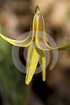 Trout lily flowers at the Belding Preserve in Vernon, Connecticut