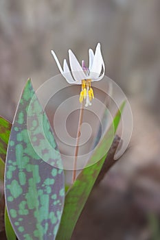 Trout Lily and its Speckled Leaf