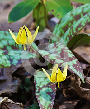 Trout Lily â€“ Erythronium americanum