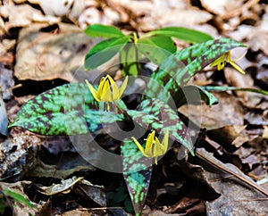 Trout Lily â€“ Erythronium americanum