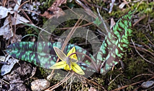 Trout Lily â€“ Erythronium americanum