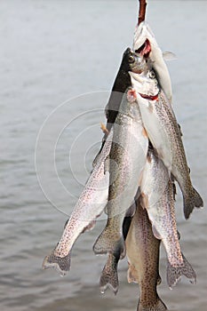 Trout on a Line