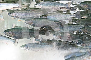 Trout and salmon red fish behind aquarium glass.