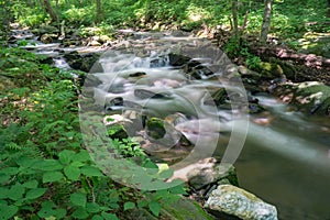 Trout Stream in the Blue Ridge Mountains