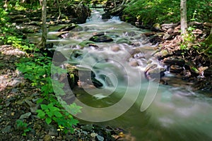 Trout Stream in the Blue Ridge Mountains