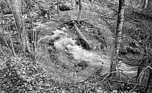 Trout Stream in the Jefferson National Forest