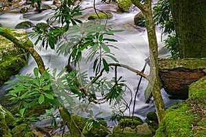 Trout Stream in the Jefferson National Forest, USA