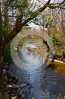 Trout stream in Maine in the late spring