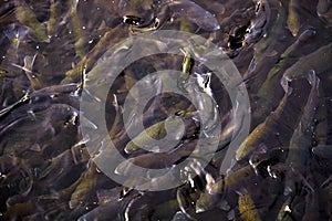 Trout Swimming in Channel at Fish Hatchery