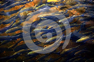 Trout Swimming in Channel at Fish Hatchery