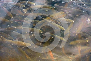 Trout Swimming in Channel at Fish Hatchery