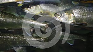 Trout underwater inside fishtank