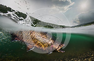 Trout, underwater view. photo