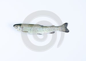 Trout on white background. Top view.