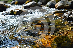 Trouts go for spawning upstream. Generative AI