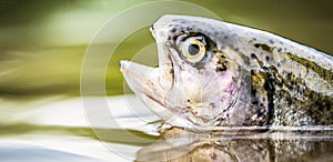 Trouts in the green water of a mountain lake. Rainbow trouts close-up in water. Fishing. Rainbow trout fish jumping. The