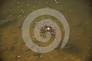 Trouts swimming around in a fishpond eating bread