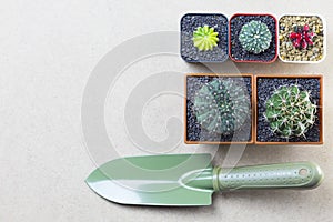 Trowel and cactus topview on brown wooden background with copyspace.