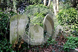 Trree Gravestones in English graveyard