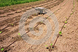 Truck in agricultural garden with drip irrigation