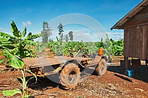 Truck in the banana plantation