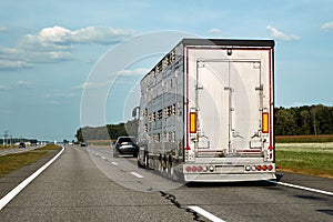 Truck carries domestic animals, cattles, livestocks along the highway photo