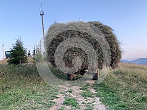 Truck carrying hay, rear view. The car transports dry grass for livestock. The cart is filled with dry hay